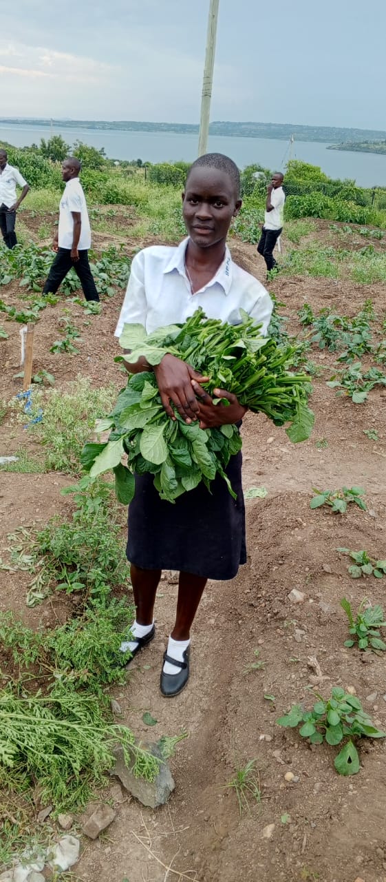 African Nightshade (Osuga)